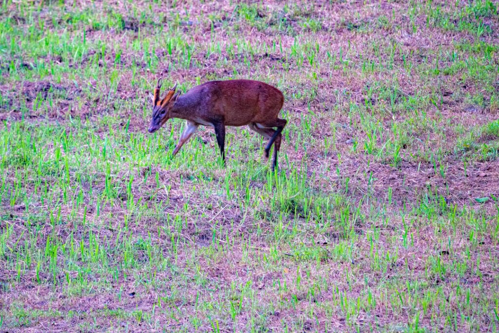 Barking deer Malaysia