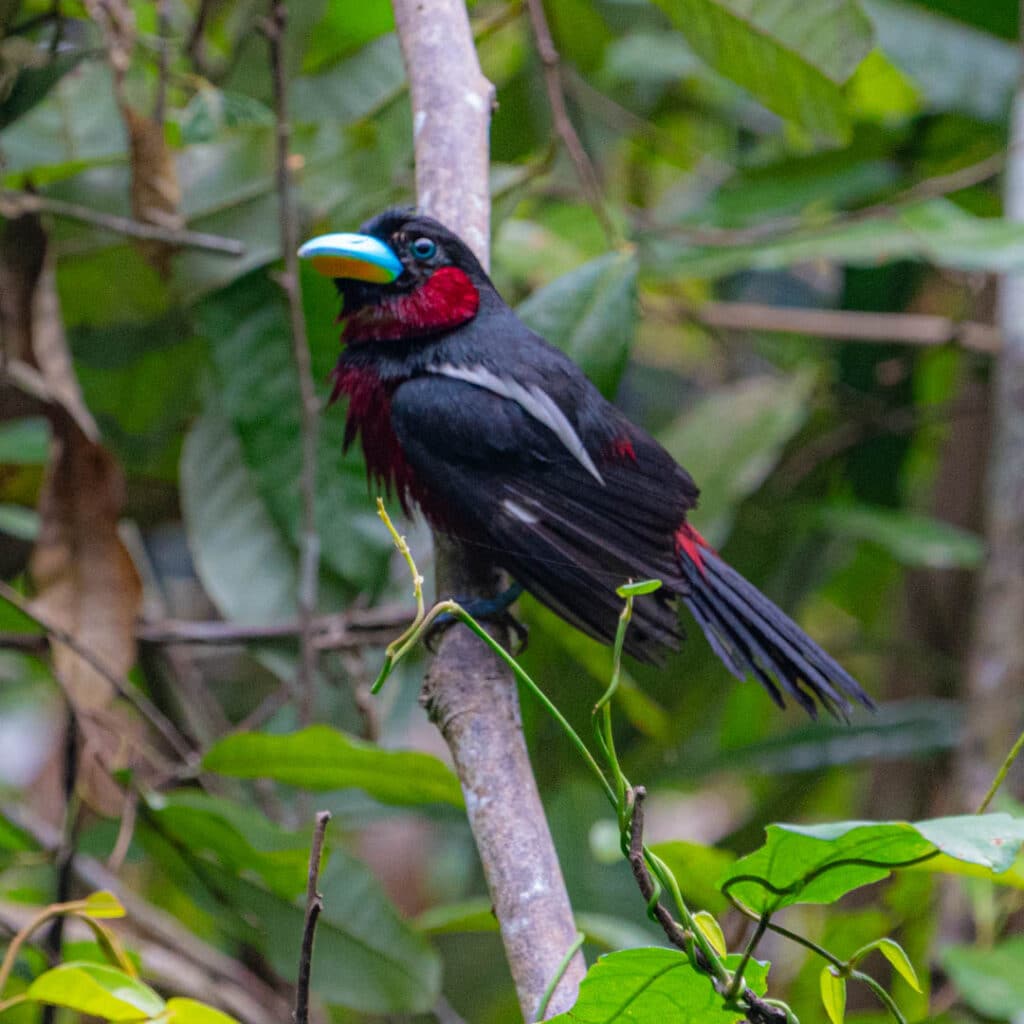 Black-and-red broadbill