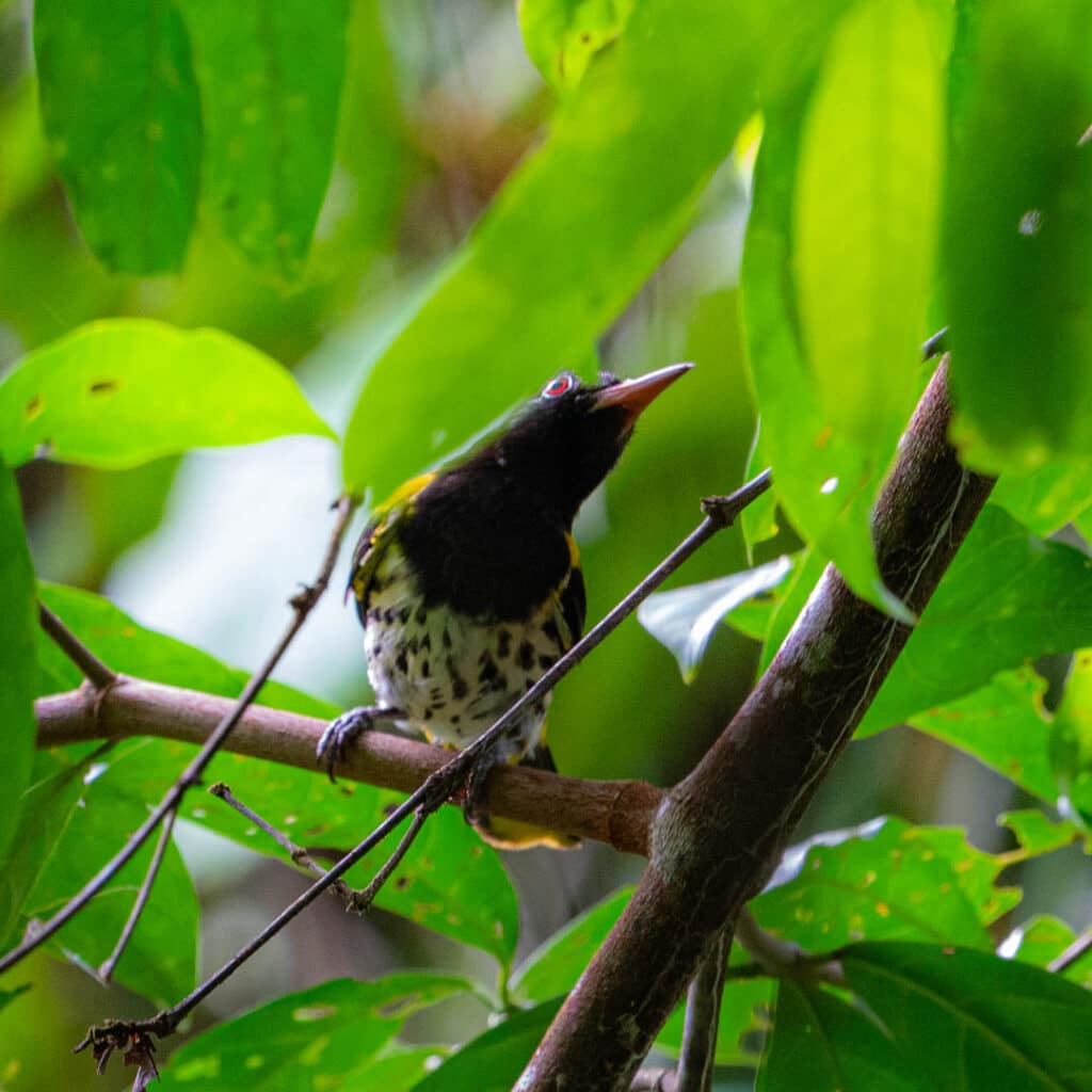 Dark-throated oriole