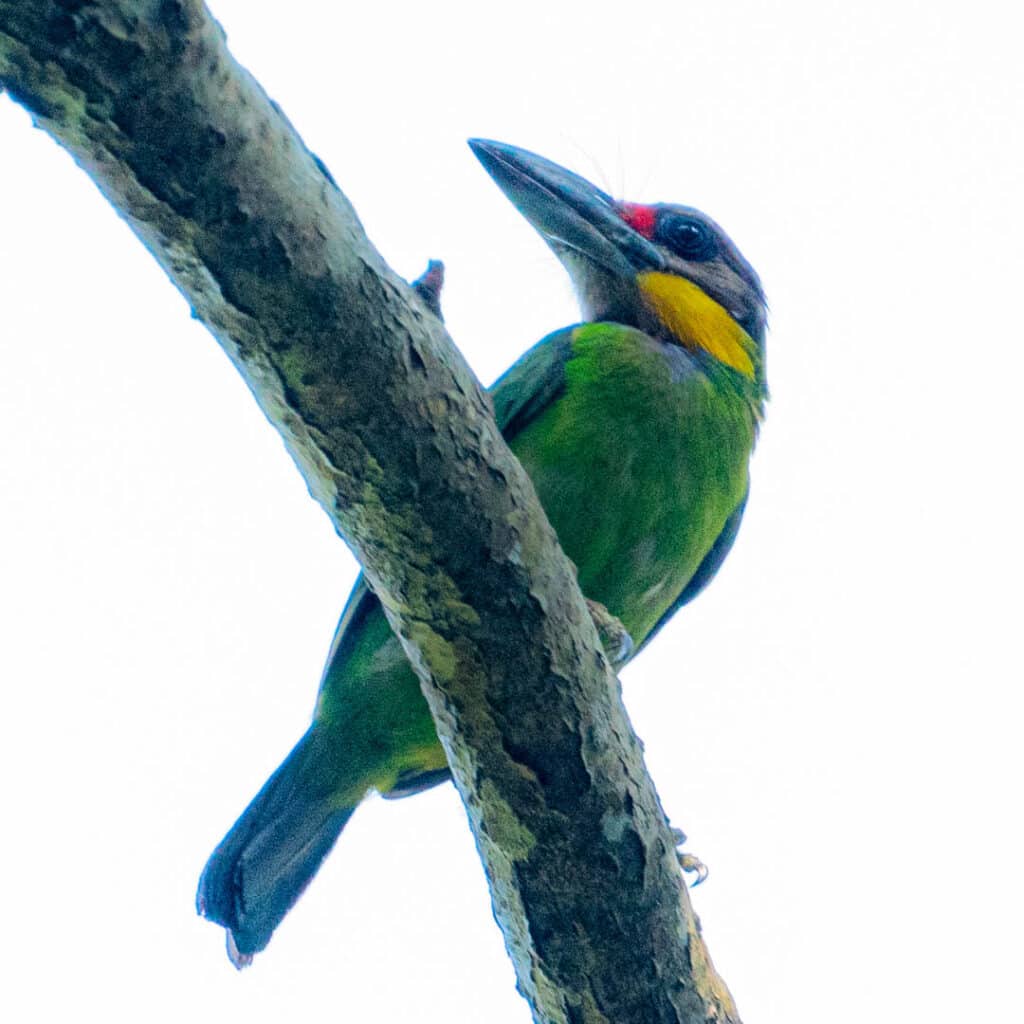 Gold-whiskered barbet Malaysia