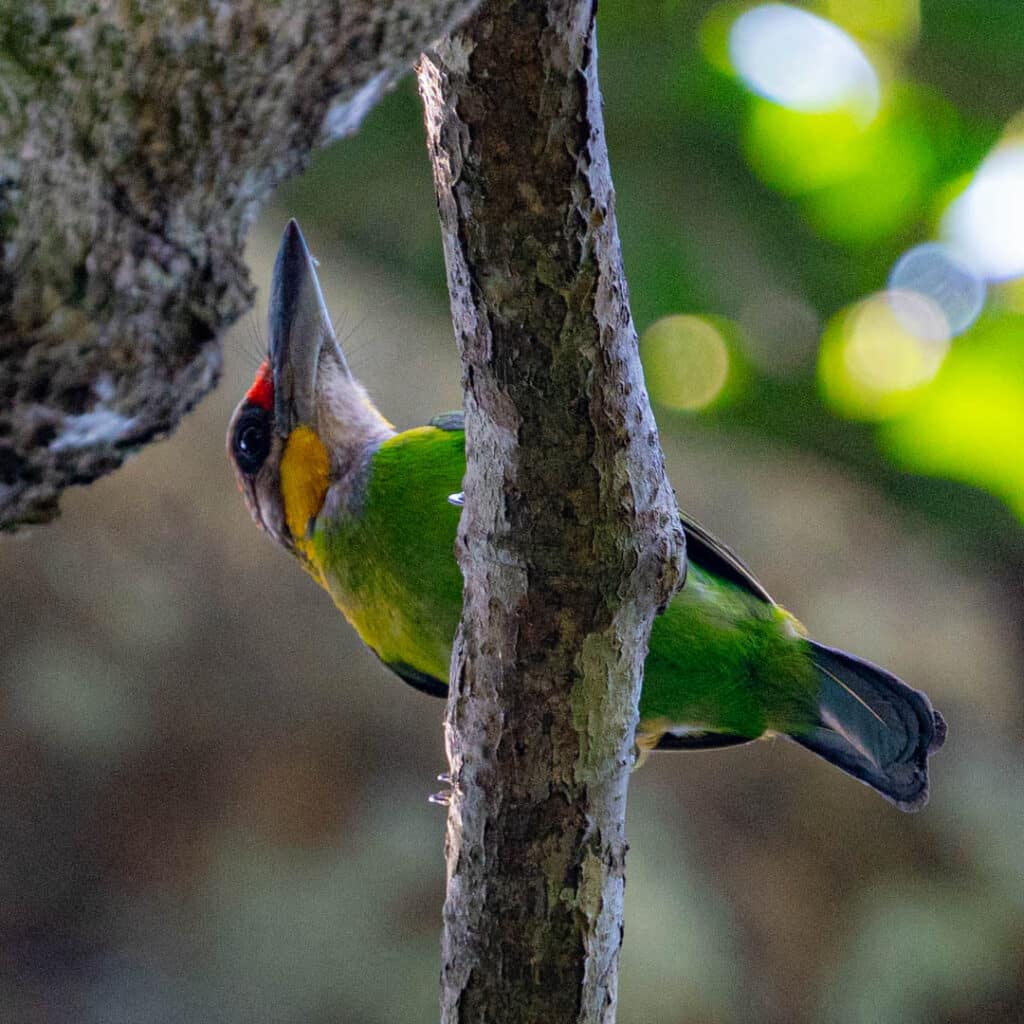 Gold-whiskered barbet Taman Negara National Park