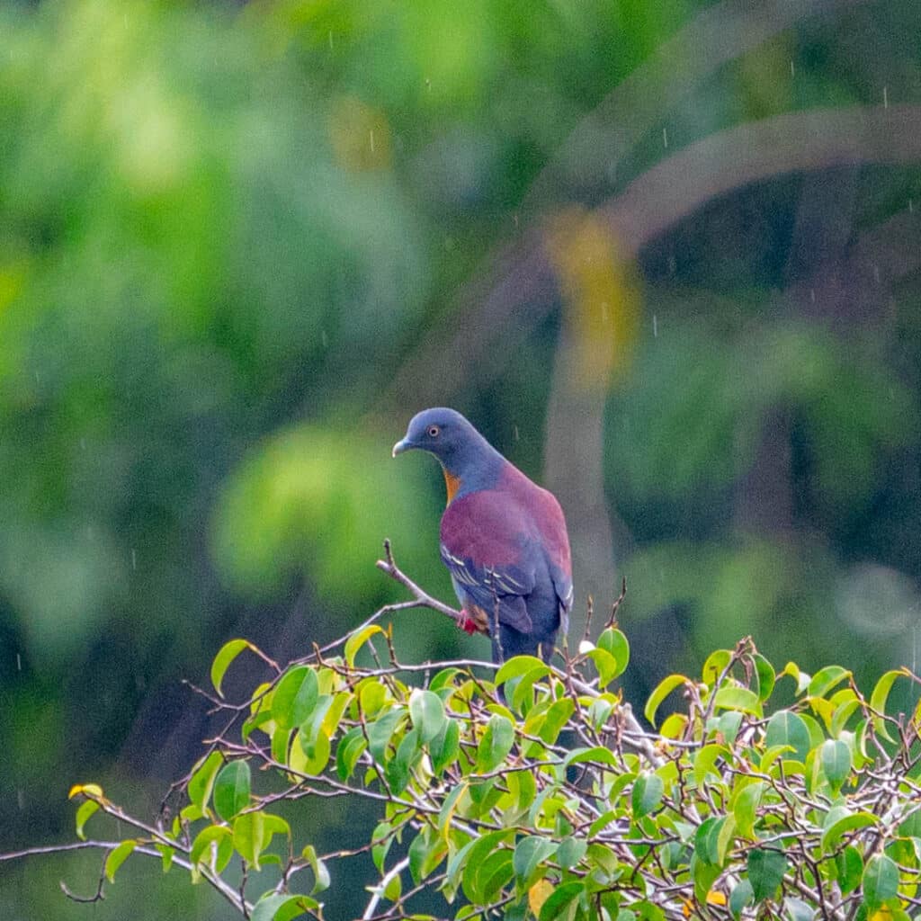 Little green-pigeon Taman Negara National Park