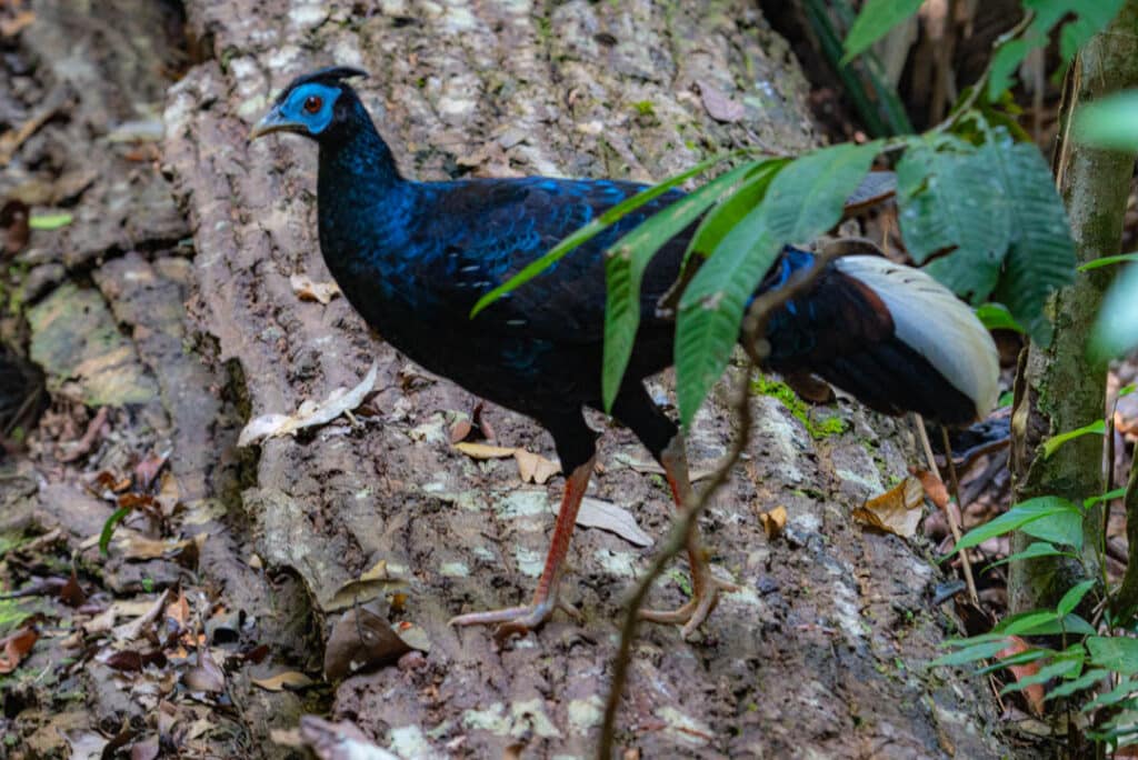 Malaysian crested fireback