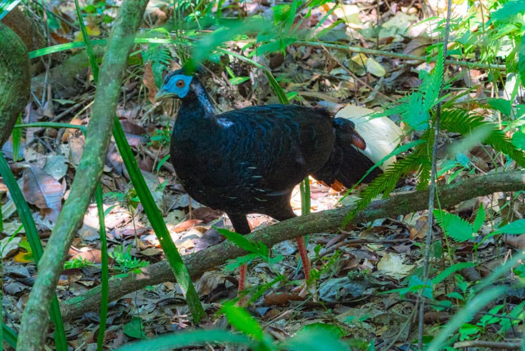 Malaysian crested fireback jungle