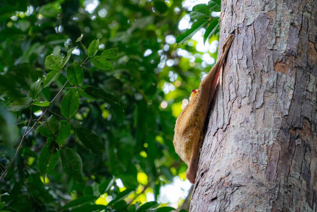 Malaysian flying lemur Taman Negara National Park