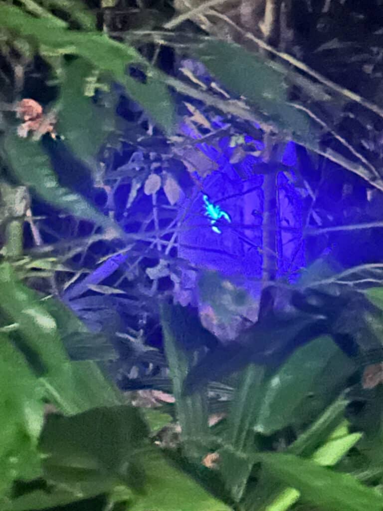 Taman Negara National Park scorpion