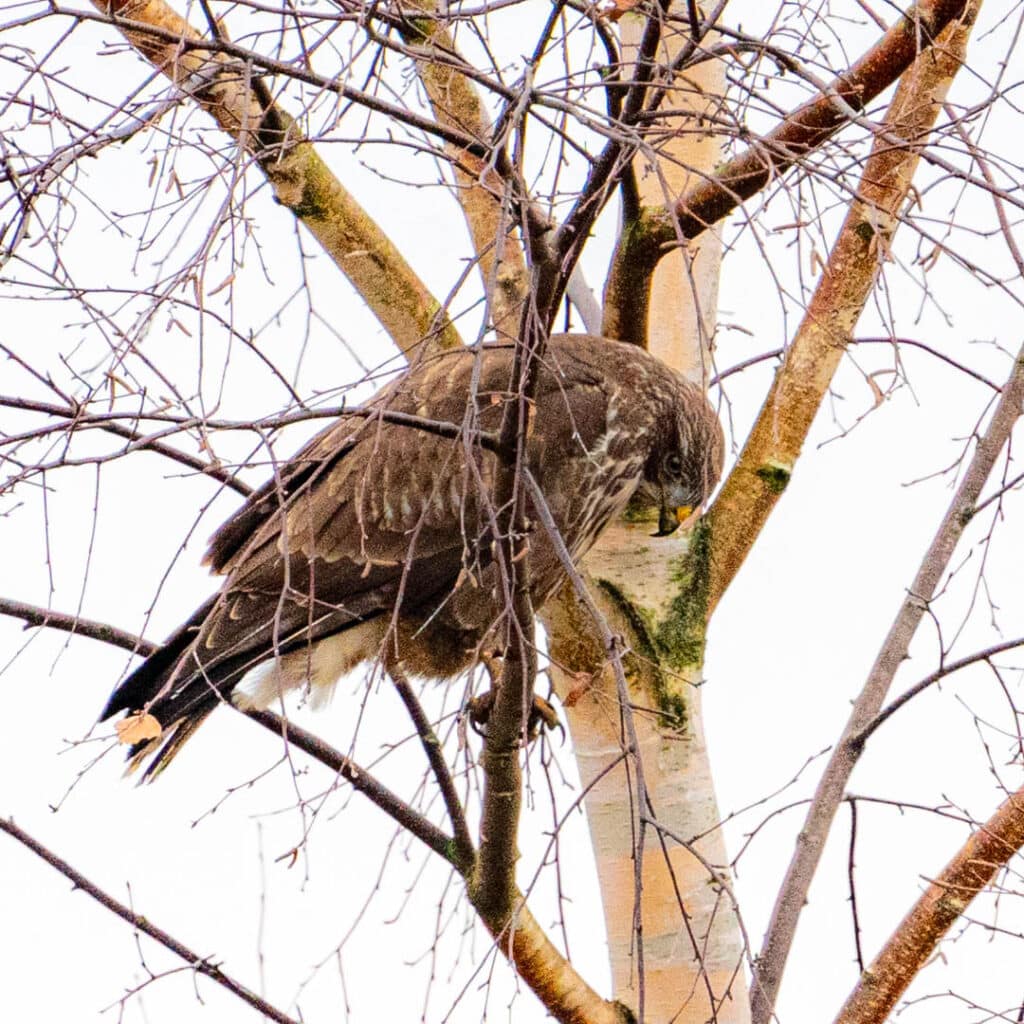 Common buzzard Estonia