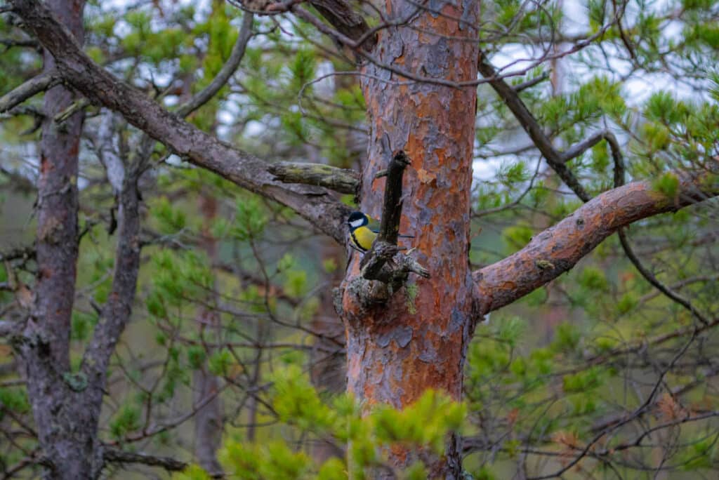 Great tit Estonia
