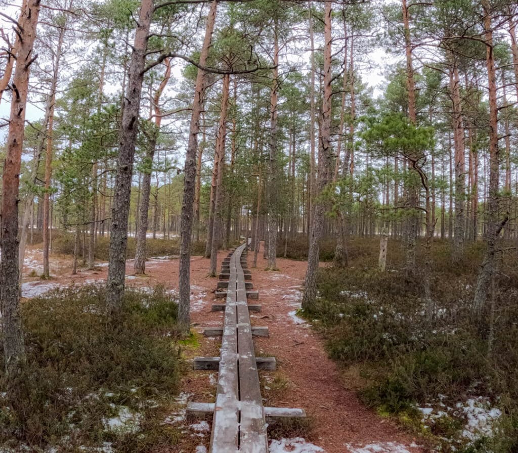 Lahemaa National Park Viru Bog Nature Trail