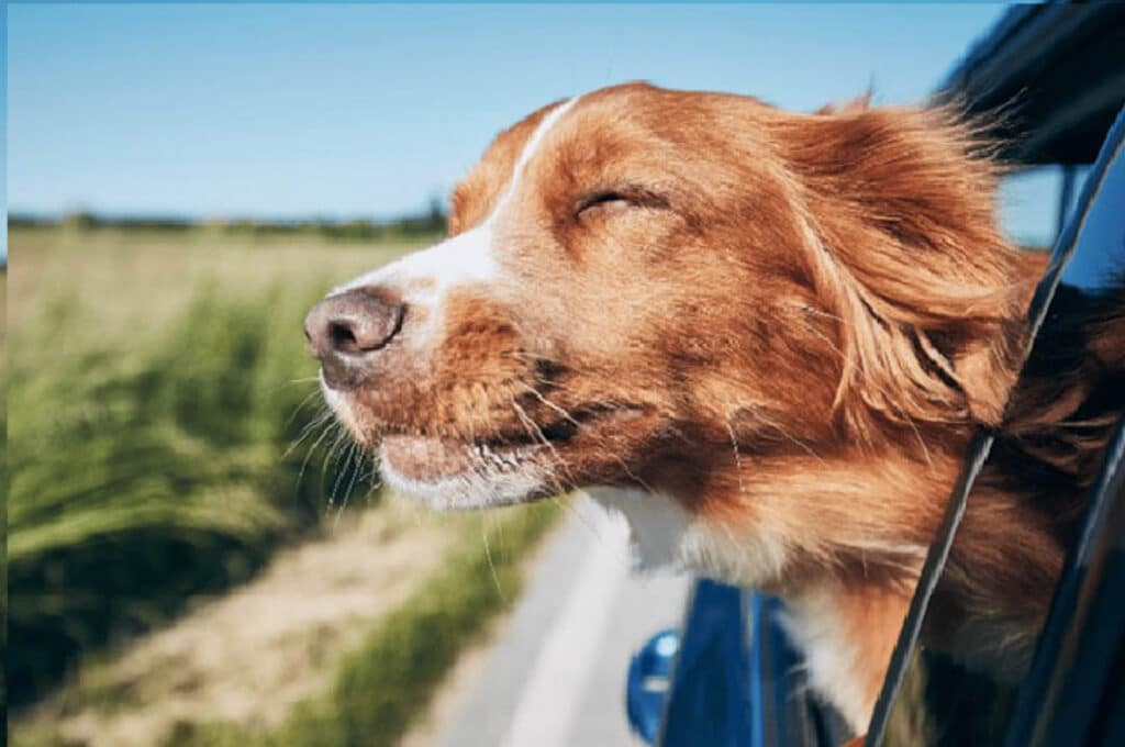 dogs in hot weather