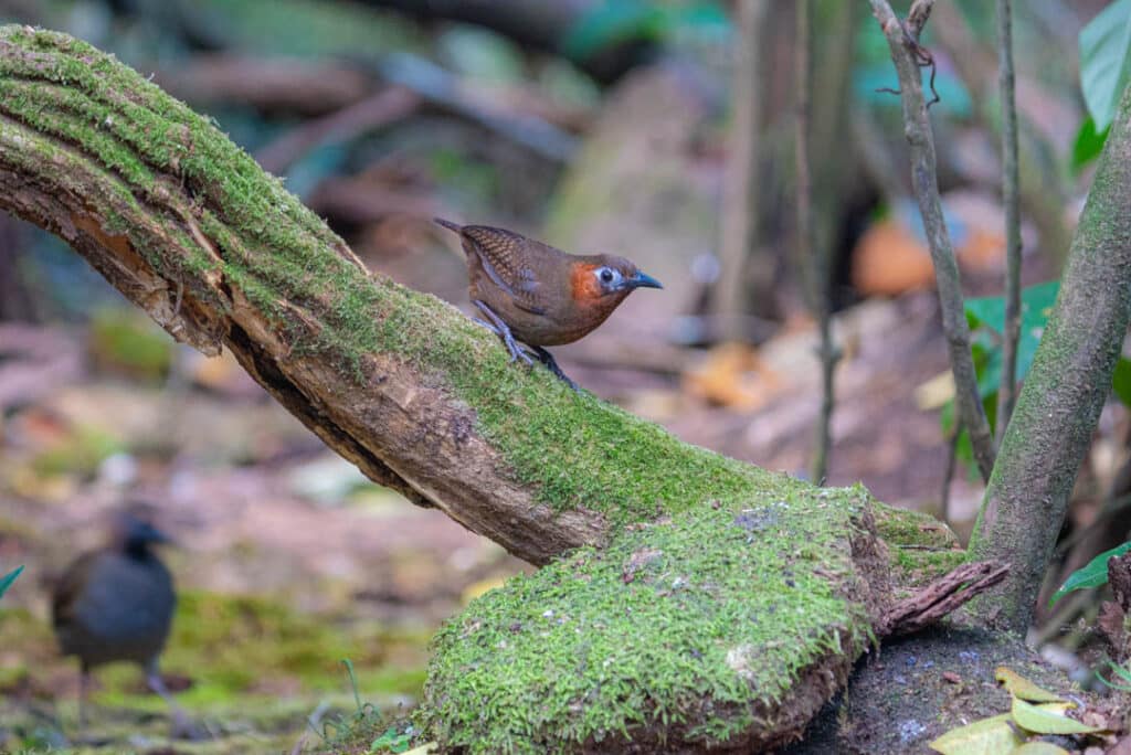 Song wren Las Nubes Panama