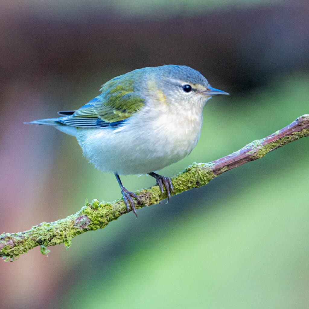 Tennessee warbler Las Nubes Panama
