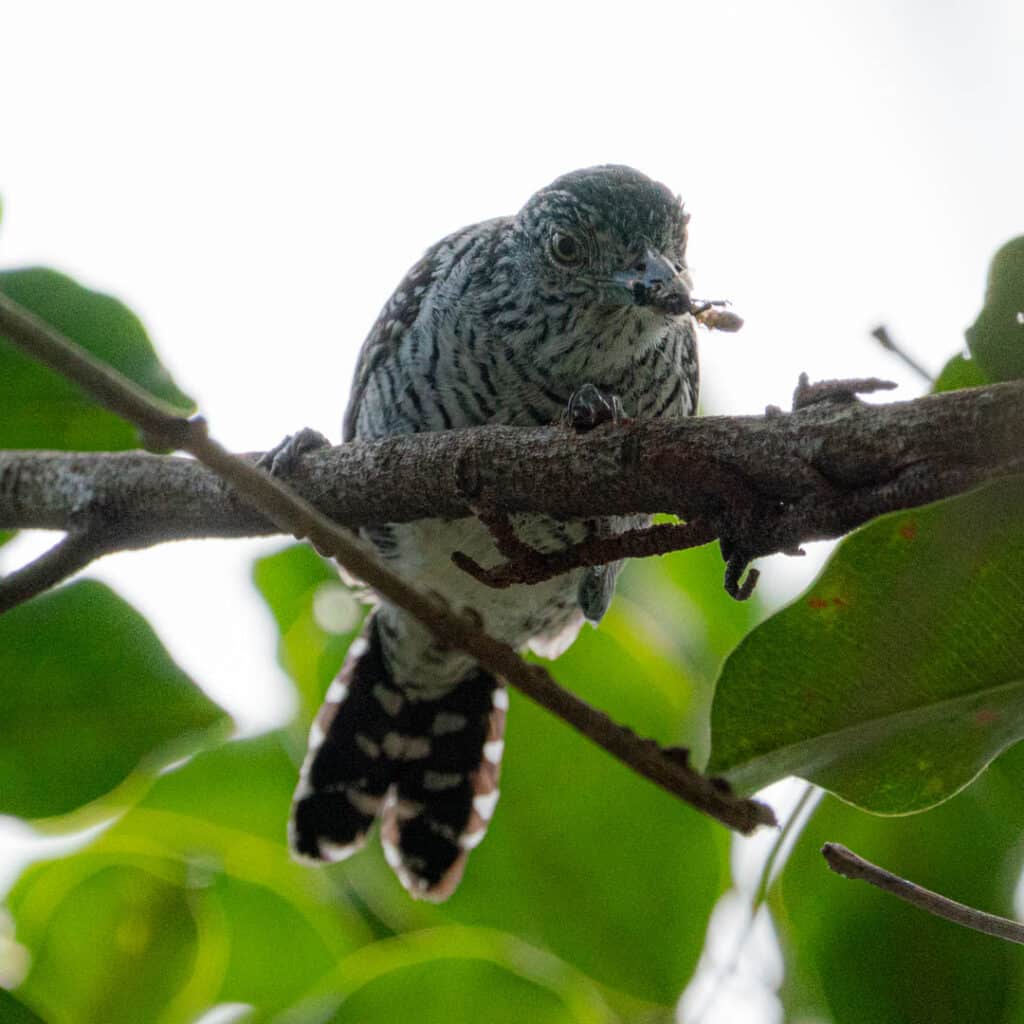 Male barred antshrike