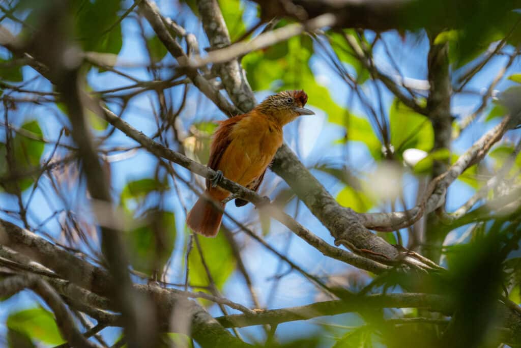 Female barred antshrike