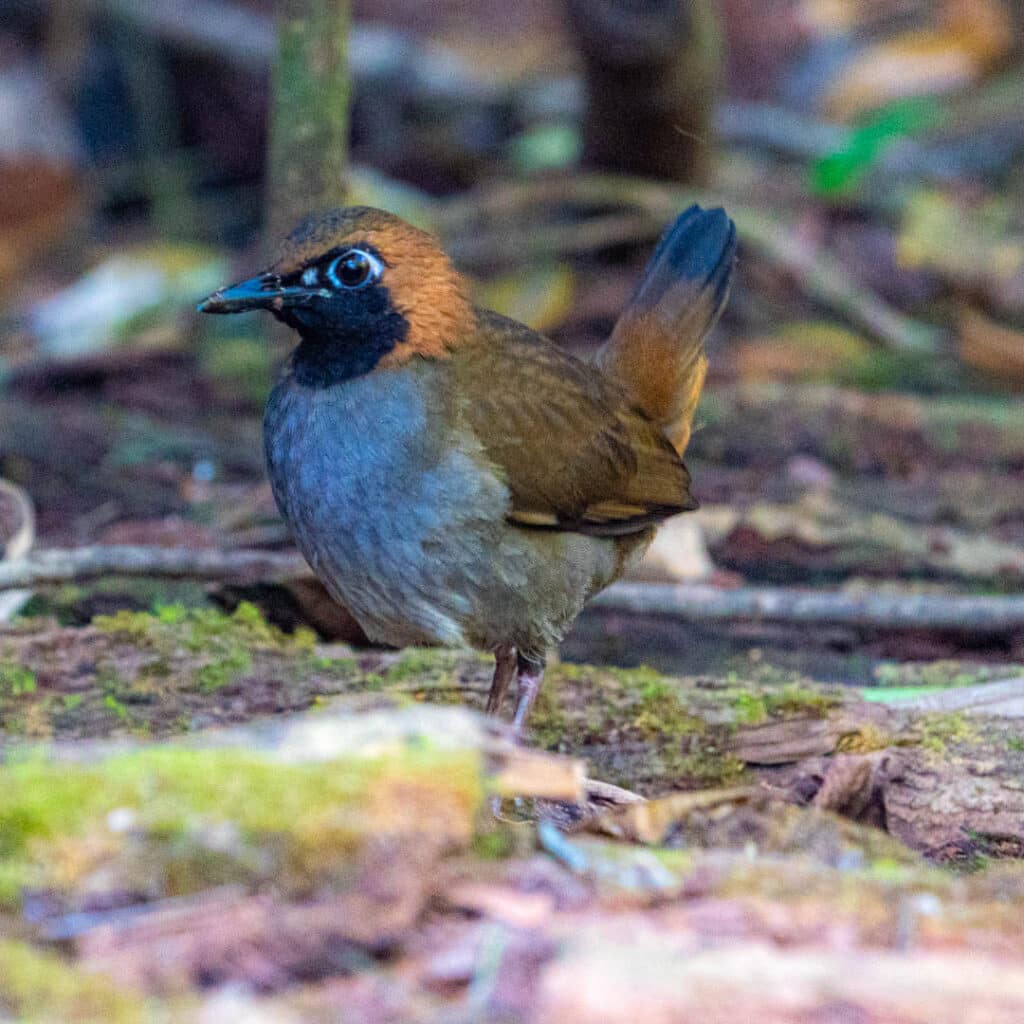 Black-faced antthrush Las Nubes Panama