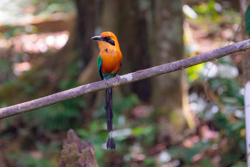 Broad-billed motmot Las Nubes Panama