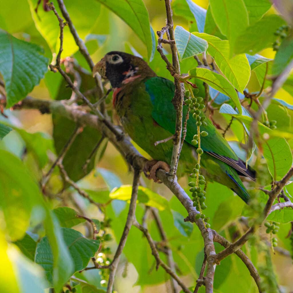 Brown-headed parrot