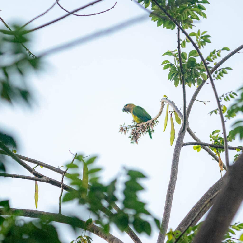 Brown-headed parrot