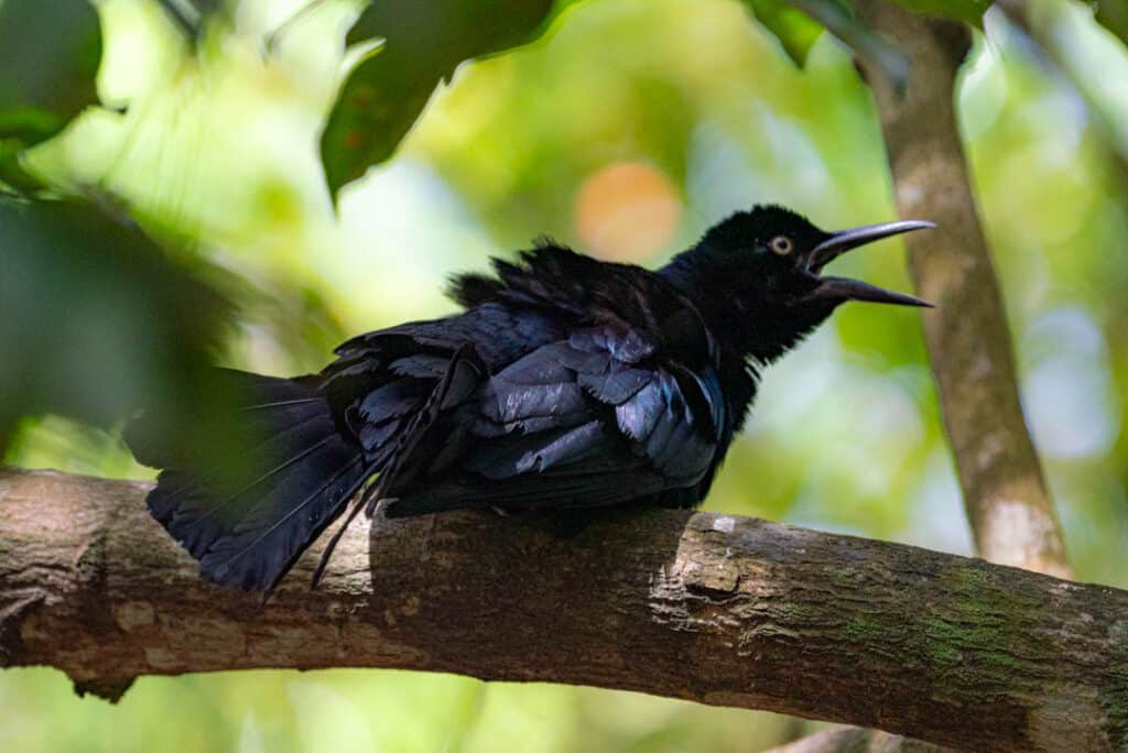Caribe grackle Panama