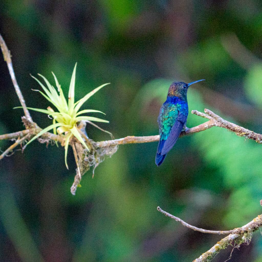 Hummingbird feeders Las Nubes Panama