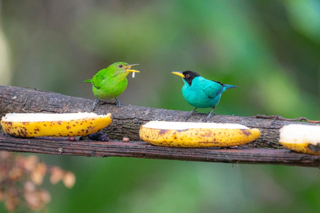 Green honeycreeper couple Las Nubes Panama