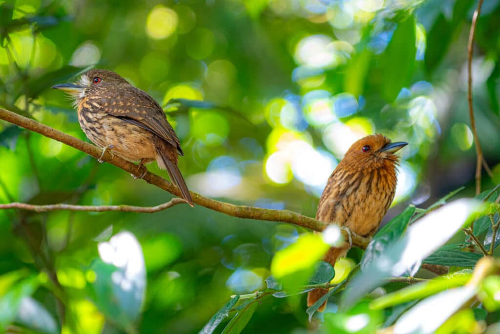 Male female white-whiskered puffbird