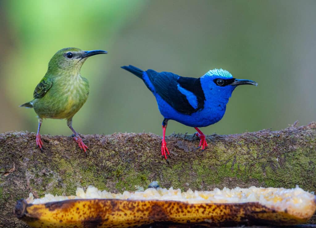 Red-legged honeycreepers