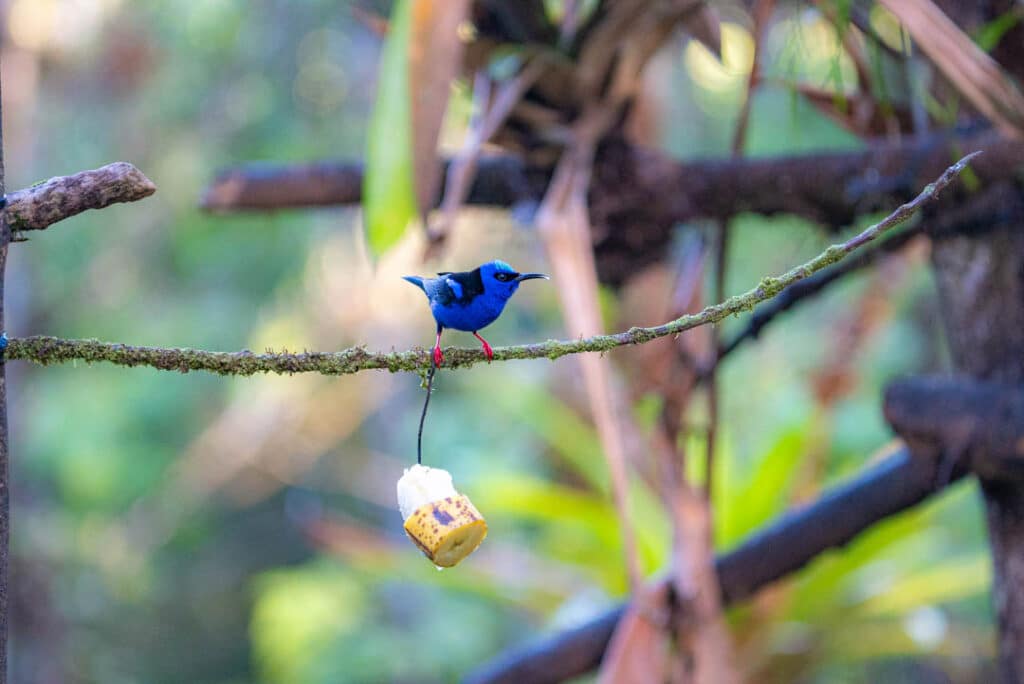 Red-legged honeycreeper Panama
