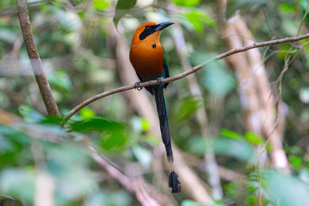 Rufous motmot Cerro Azul