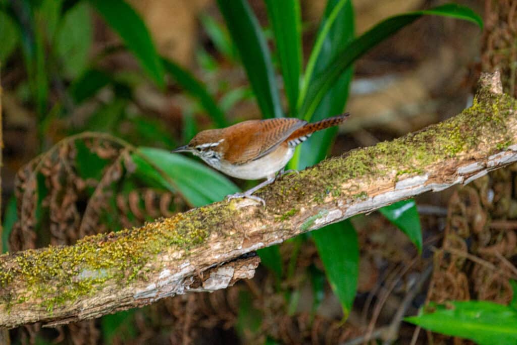 Rufous-and-white wren Panama
