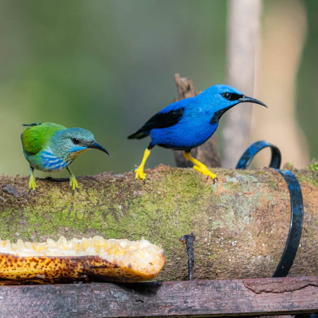 Shiny honeycreeper Las Nubes Panama