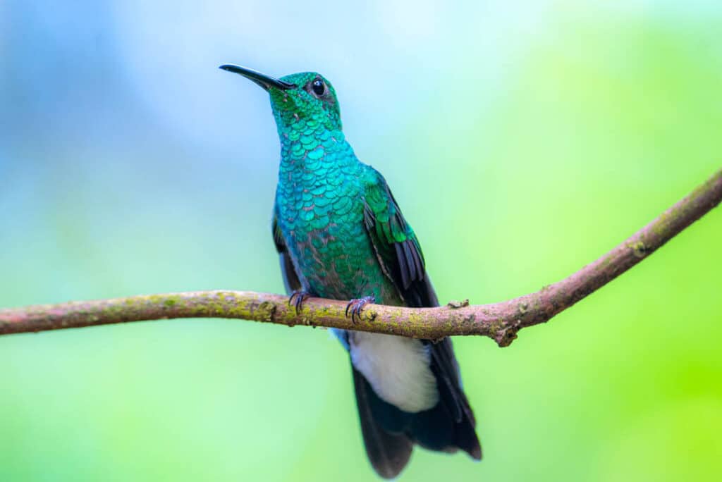 White-vented plumeteer Panama