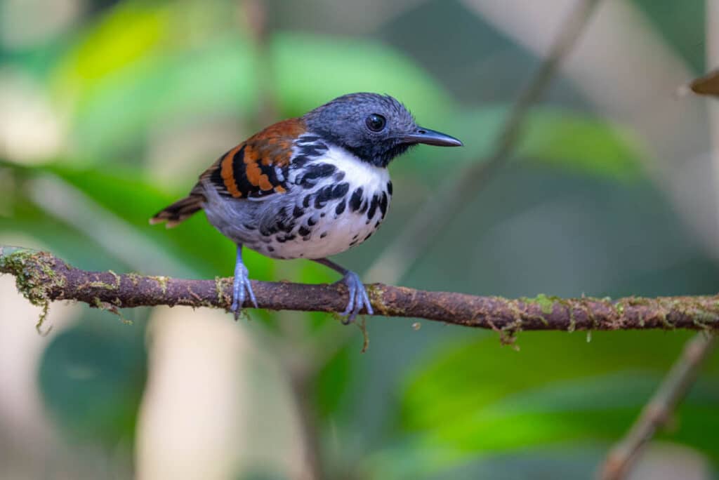 Spotted antbird Cerro Azul