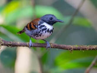 Spotted antbird Cerro Azul