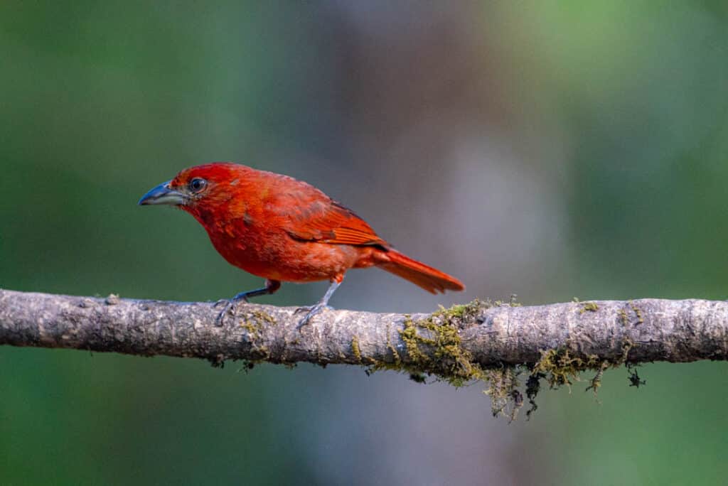 Hepatic tanager Las Nubes Panama