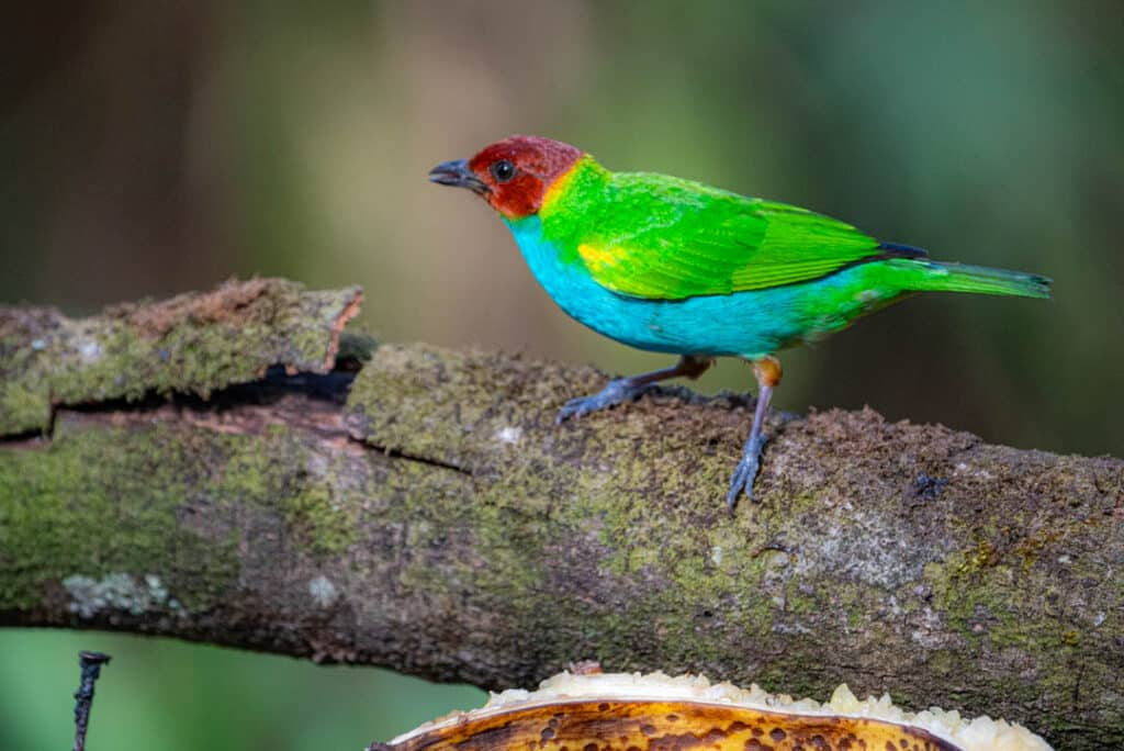 Bay-headed tanager Las Nubes Panama