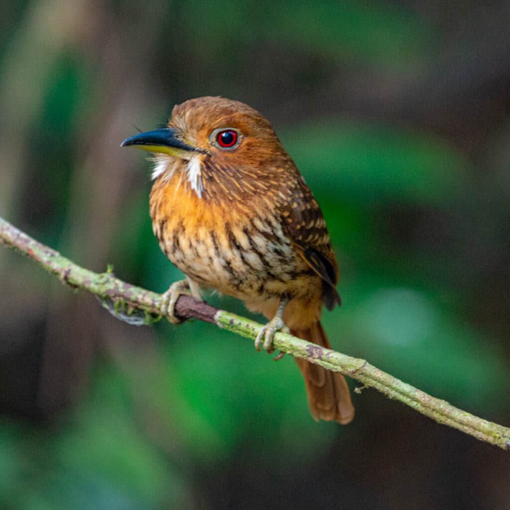 White-whiskered puffbird Cerro Azul