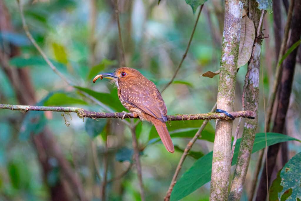White-whiskered puffbird Las Nubes Panama
