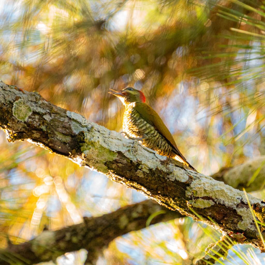 Cerro Azul birding