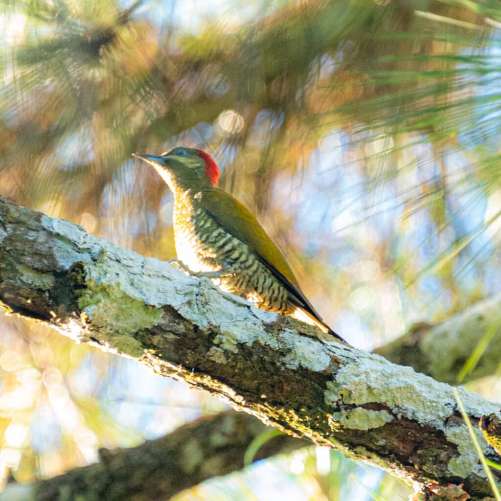Stripe-cheecked woodpecker